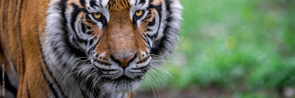 Template of a tiger in the forest