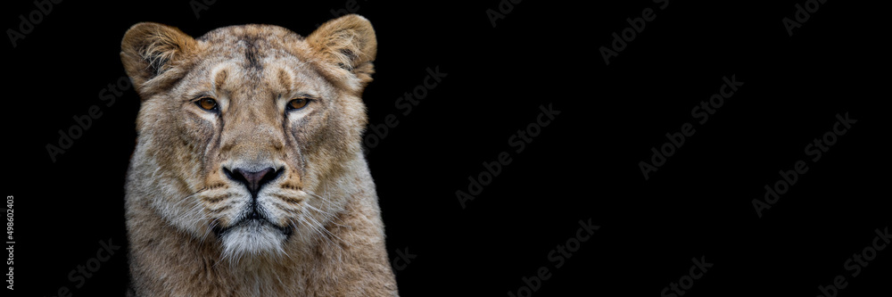 Template of a lion with a black background