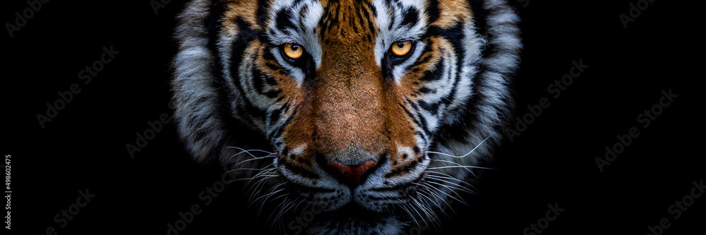 Template of a tiger with a black background