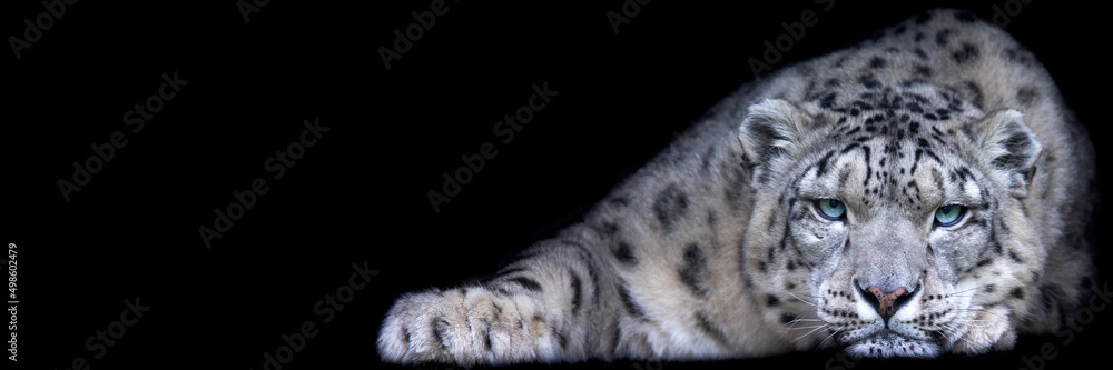 Obraz premium Template of a snow leopard with a black background