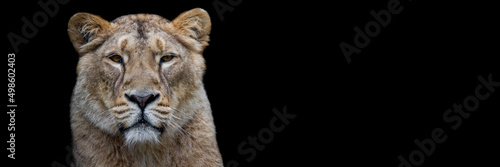 Template of a lion with a black background