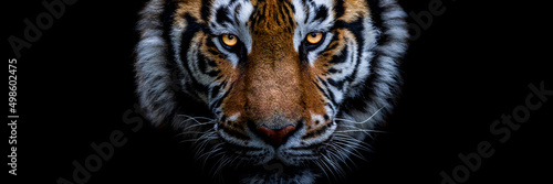 Obraz na płótnie Template of a tiger with a black background w salonie