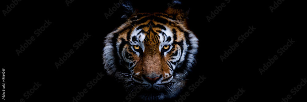 Template of a tiger with a black background