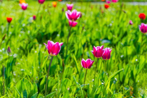 spring tulips © Hristo Shanov