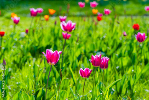 spring tulips © Visualmedia