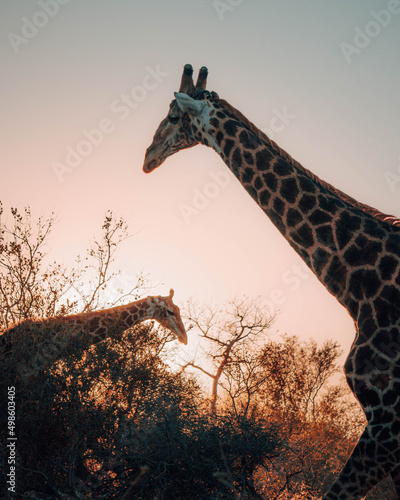 Photography Two giraffes in a field against a scenic sunset