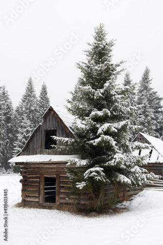 Oold wooden hutand a spruce tree in a clearing of spruce forest in winter