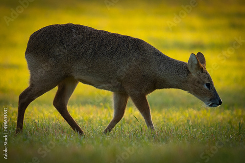 Side shot of Chinese water deer (Hydropotes inermis inermis) at dawn in the Norfolk countryside photo