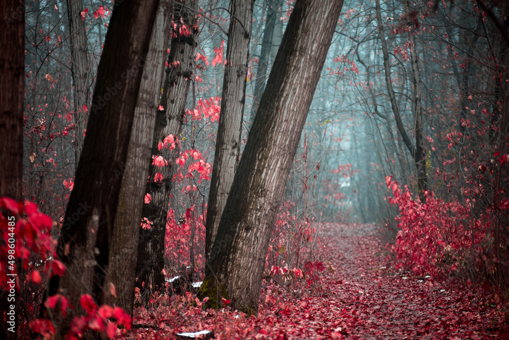 Eerie view of a mysterious forest with red leaves and tall trees with a tiny pathway - obrazy, fototapety, plakaty 