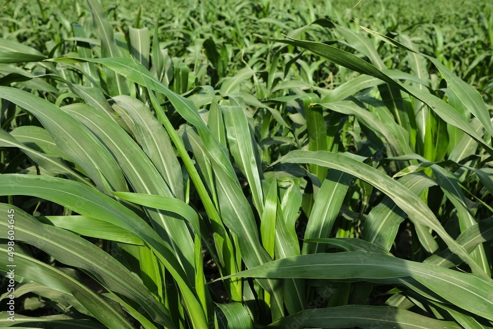 Obraz premium corn cultivation. field planted with corn. corn crops plants