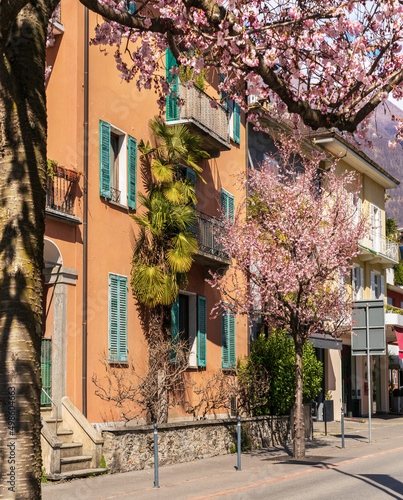 Blooming sakura in the old town of Ascona, Switzerland