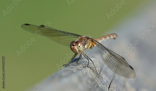 фотографія Small common darter dragonfly perched on a wooden surface on a blurred backgroun