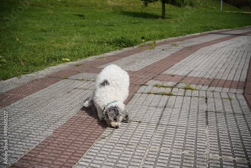 Friendly white furry dog playing in the park photo