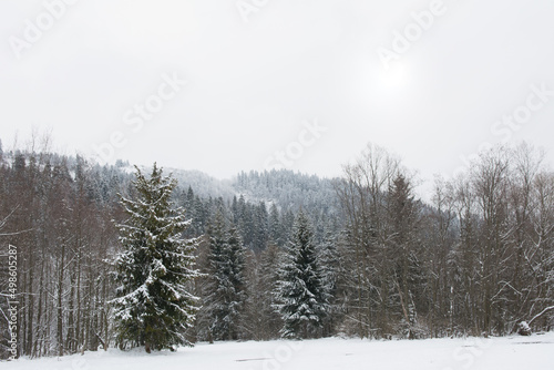 Snow covered forest in winter in Polish mountains