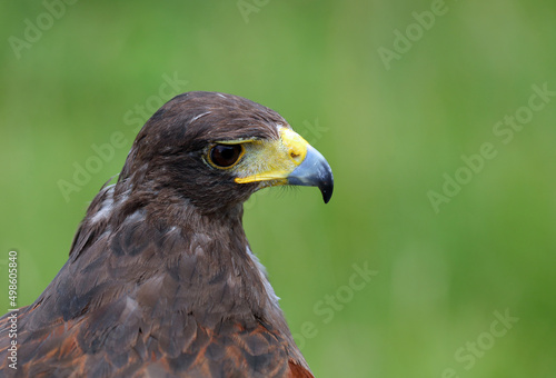 profile of a bird of prey called Harris s buzzard with the large yellow hooked beak and the background intently out of focus