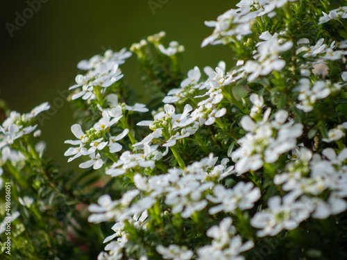 Closeup shot of blooming Lobularia flowers photo