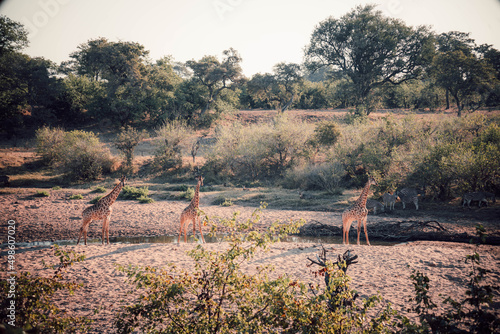 Photography Group of giraffes and zebras near a river