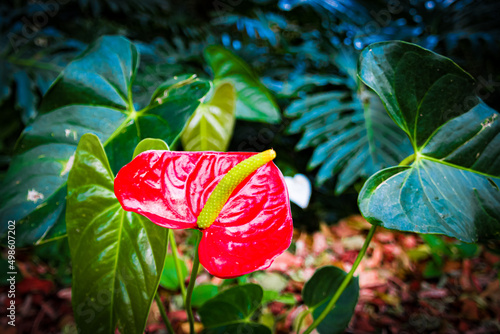 Closeup of a flamingo flower in Waimea Valley, Oahu, Hawaii photo