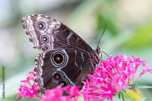 Beautiful butterfly on plant photo