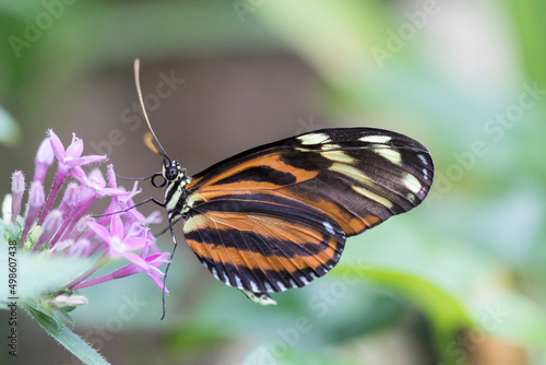Beautiful butterfly on plant