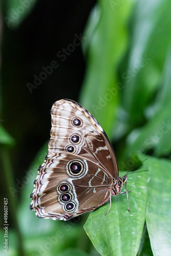 Beautiful butterfly on plant © BirgitKorber