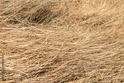 Yellow-beige background of fresh hay. Dry grass. Farm animal feed.