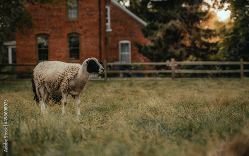 Sheep grazing in a pasture in Nauvoo, Illinois photo