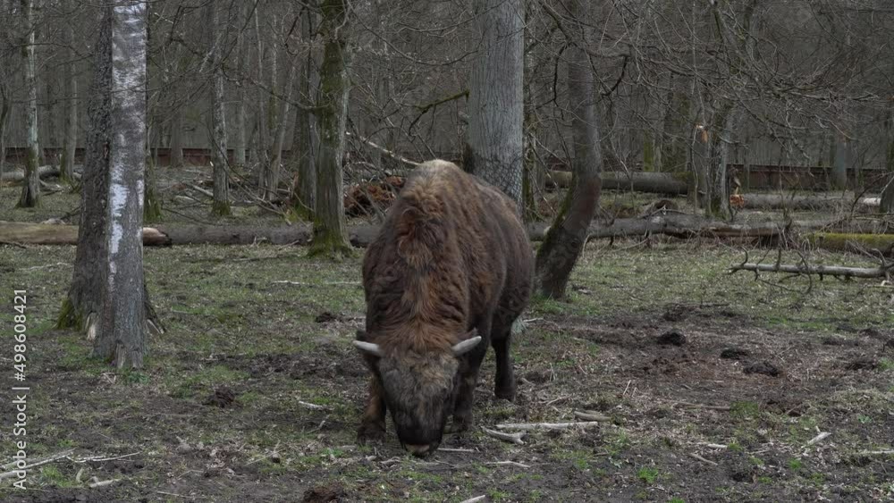 Bison in the Białowieża National Park Bison in the Białowieża National Park