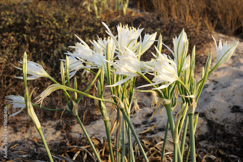 Large white flower Pancratium maritimum on the sandy shores of the Mediterranean Sea in Israel photo
