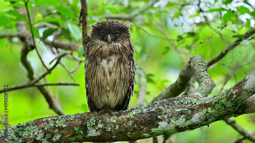 Closeup shot of an owl on a tree in Bandipur photo
