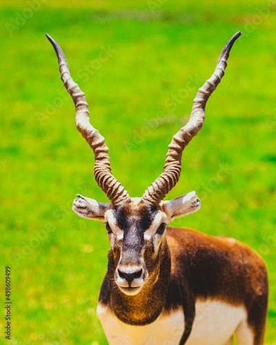 Vertical shot of the blackbuck antelope in its habitat photo