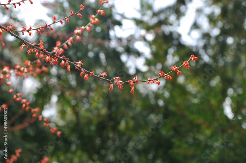 Red oak leaves bloom in springtime against bohen spring greenery background. Season of nature awakening. photo