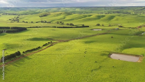 herding angus cattle and calves on a farm in Australia with motorbikes, aerial footage taken on a beautiful spring day above rolling hills and green grass. weaning calves photo