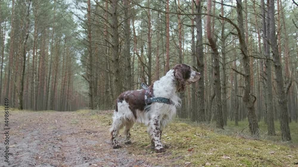 An English Springer Spaniel is looking around at the forest path. An English Springer Spaniel is looking around at the forest path.