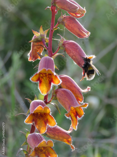 backlight of wild flower of the genus Digitalis being visited by a bee