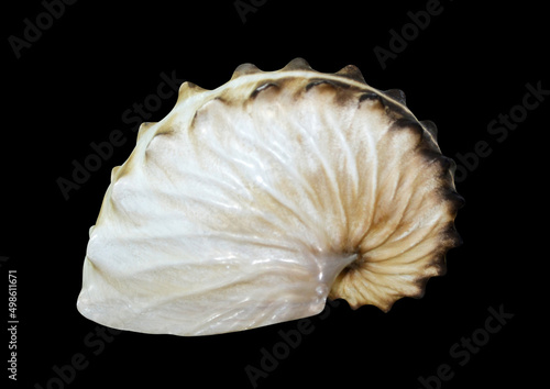 seashell isolated on black background