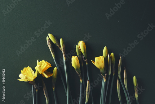 Yellow daffodils on dark teal background minimalistic flatlay, copy space, flower, springtime, bloom