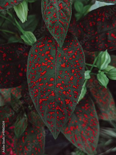 red rose petals
