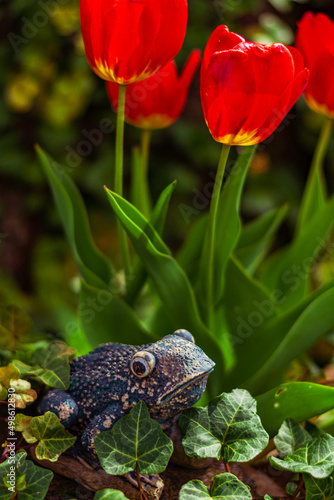 Garden Frog