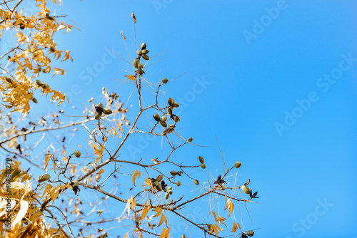 Pecans on tree branches on a background of blue sky, yellow leaves