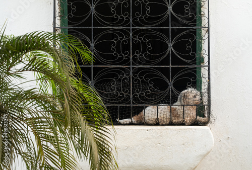 Dog waiting at the window, Mompox, Colombia. photo