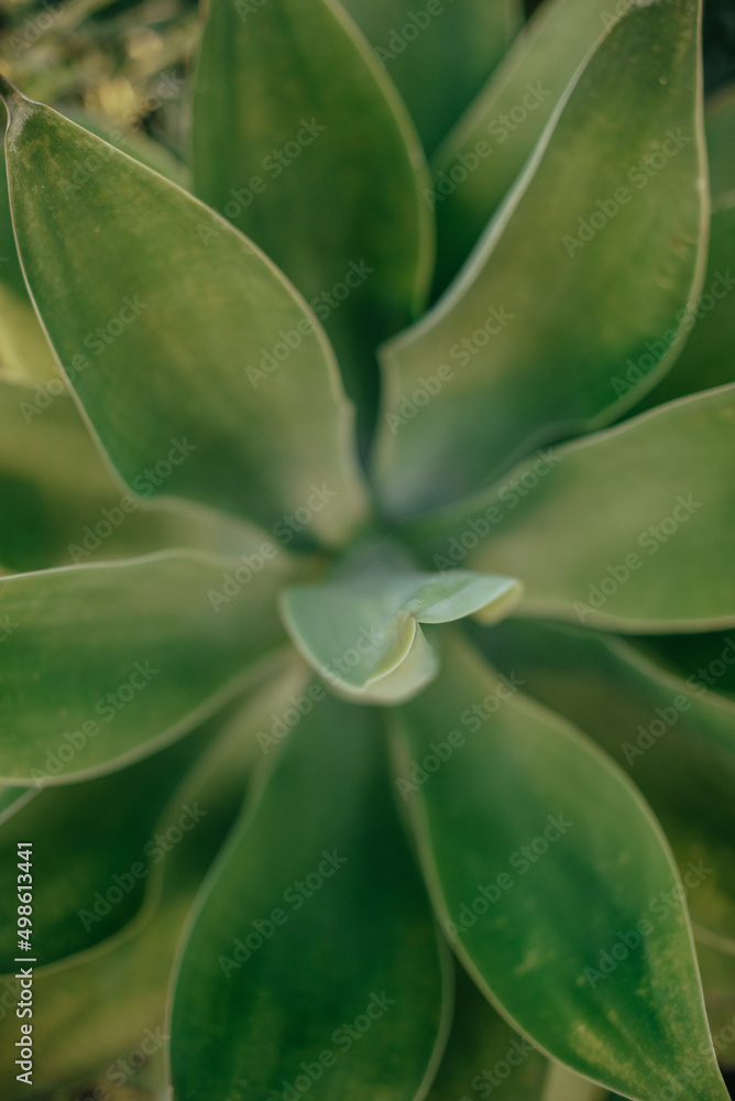 texture of aloe, green cactus, needles on a plant, plant with petals texture of aloe, green cactus, needles on a plant, plant with petals