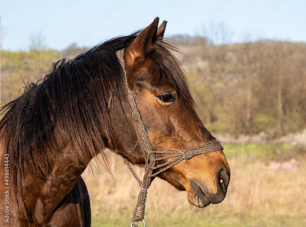Obraz premium Portrait of a beautiful horse used by farmers. The portrait of a horse.