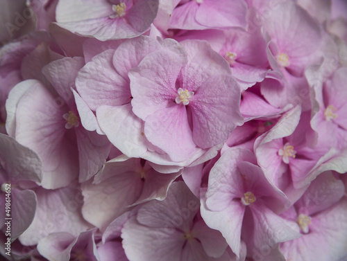 Pink hydrangea flower texture background