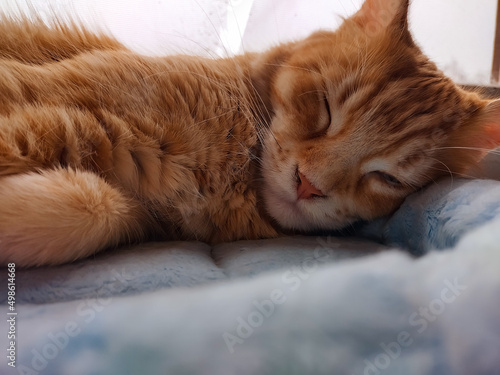 Beautiful sleeping red solid maine coon lying on blue blanket. Closeup portrait