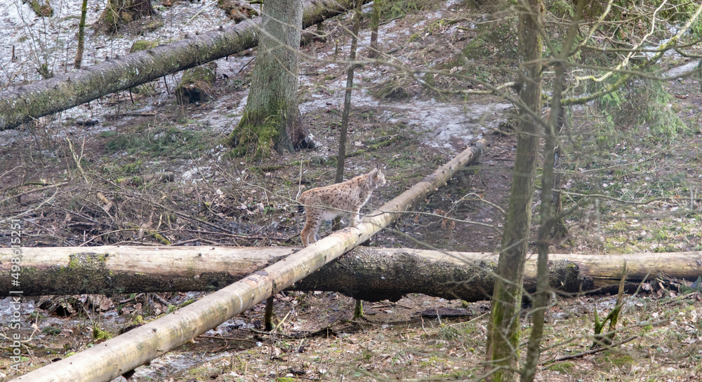 Eurasian lynx, male in spring forest. Lynx hidden in its environment. Protected animal. Latvia Eurasian lynx, male in spring forest. Lynx hidden in its environment. Protected animal. Latvia