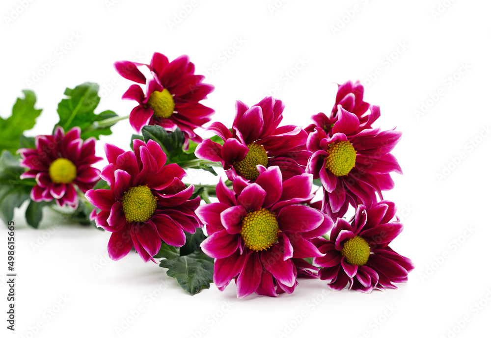 Beautiful pink chrysanthemums. Beautiful pink chrysanthemums.