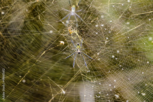 Wallpaper Mural Golden Orb Weaver Torontodigital.ca