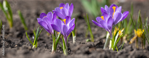 Fototapeta Naklejka Na Ścianę i Meble -  Flowers Crocus in the Garden closeup. Nature in Spring. Flora and Fauna in Springtime. Macro photography of an Bloom Purple Flower Saffron.