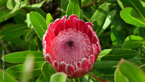 Königsprotea, Protea cynaroides